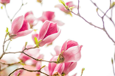 white, pink and purple chinese magnolia flowers on a tree ona sky backgroundの写真素材