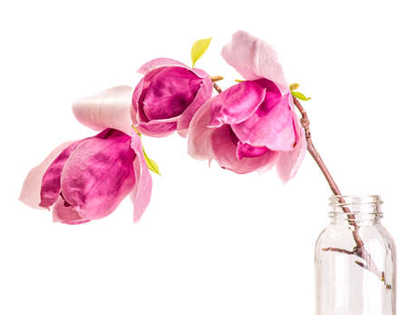 Close up magnolia isolated on white backgroundの写真素材