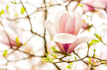 chinese magnolia tulip tree blooming branches on sky backgroundの写真素材