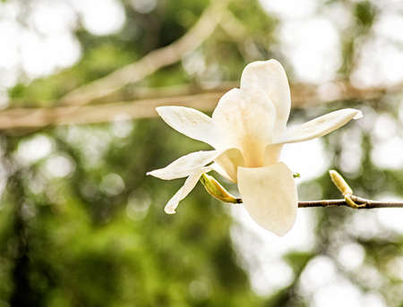 chinese magnolia tulip tree blooming branches on sky backgroundの写真素材