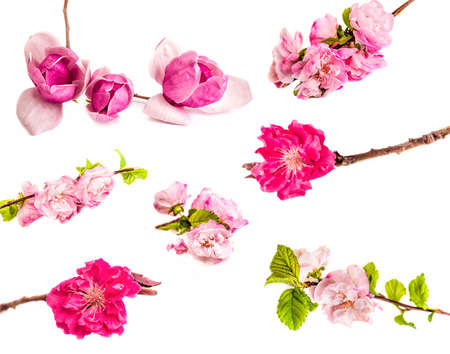 Blossoms of apple tree, cherry twigs, chinese magnolia. Set of spring flowers isolated on white background.の写真素材