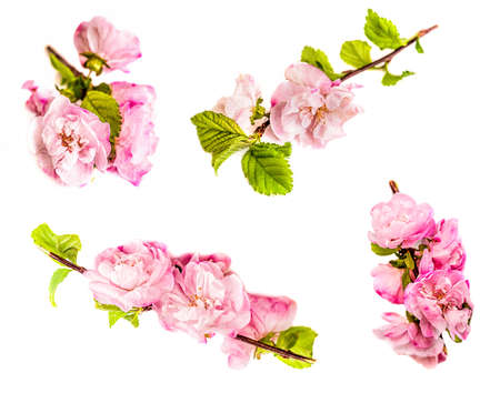 Spring Cherry flowers set, pink flowers isolated on white backgroundの写真素材