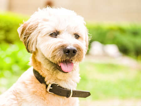 funny terrier dog outdoor in the parkの写真素材