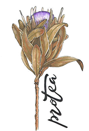protea or dry african rose flower hand-drawn illustration isolated on white with letteringの写真素材