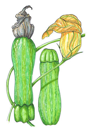 two zucchinis with flowers hand-drawn illustration isolated on whiteの写真素材