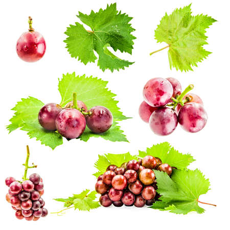 summer fruit concept. set of various purple grapes with leaves isolated on white backgroundの写真素材