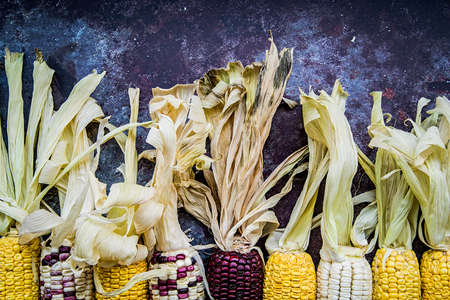 various corn cobs on dark background. autumn harvesting conceptの写真素材