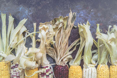 various corn cobs on dark background. autumn harvesting conceptの写真素材