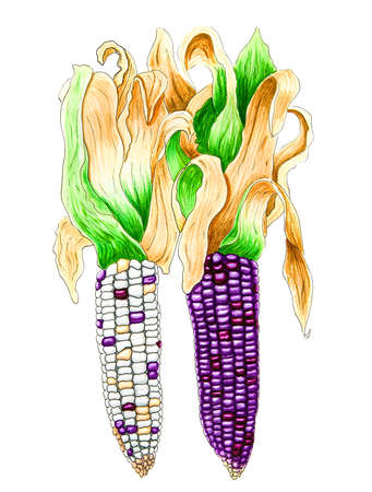 purple and indian corn isolated on a white background hand drawn illustrationの写真素材