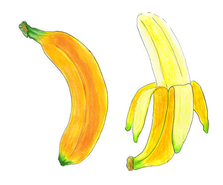 Banana isolated on white background hand drawn illustrationの写真素材
