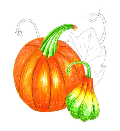 Pumpkin and squash with leaves isolated on white backgroundの写真素材