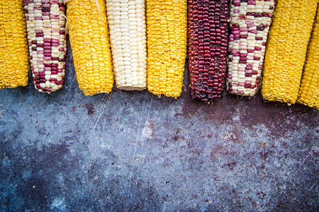 various corn cobs on dark background with copy space. autumn harvesting conceptの写真素材