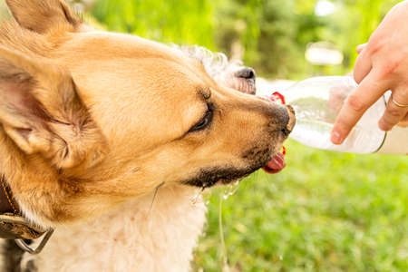 two dogs drinking water from the plastic bottle outside in the parkの写真素材