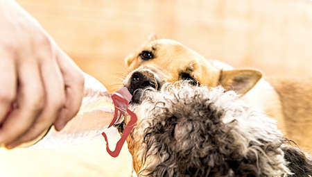 two dogs drinking water from the plastic bottle outside in the parkの写真素材