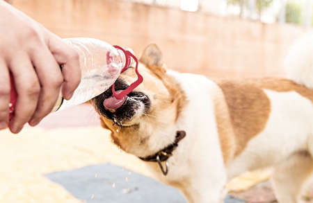 two dogs drinking water from the plastic bottle outside in the parkの写真素材