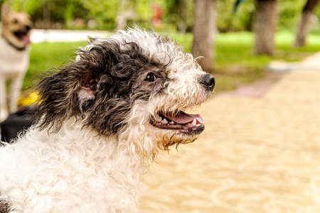 bolognese dog with opened mouth outside in the park barkingの写真素材