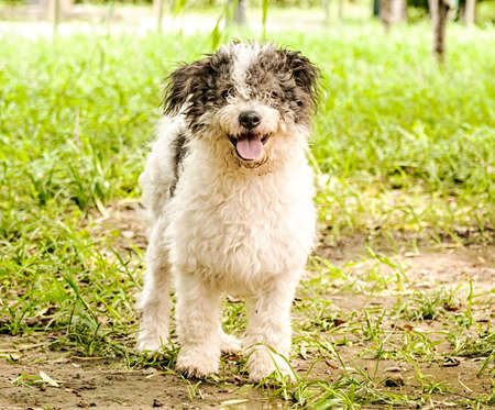 cute bolognese dog outside in the green park in summer dayの写真素材