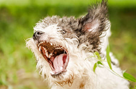 bolognese dog with opened mouth outside in the park barkingの写真素材