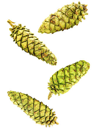 fresh green spruce pine cones flying on white backgroundの写真素材