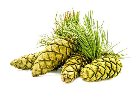 pile of green spruce cones with pine needles isolated on white backgroundの写真素材