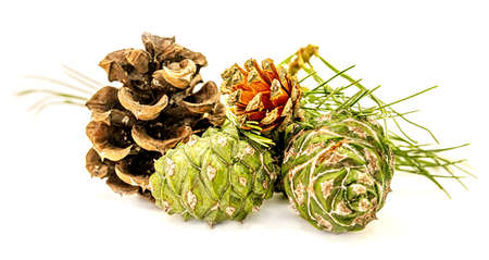 Pile of various pine cones with needles isolated on a white backgroundの写真素材