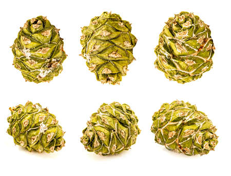 Set of six green pine cones isolated on a white backgroundの写真素材