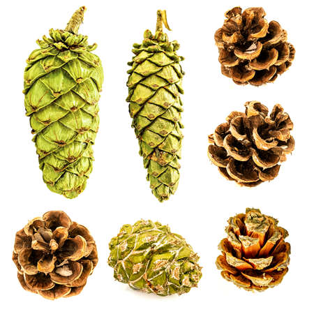 Set of various pine cones isolated on a white backgroundの写真素材