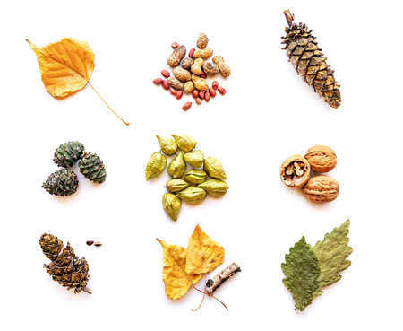 autumn leaves, pine cones, walnuts, peanuts and various fall objects isolated on white backgroundの写真素材
