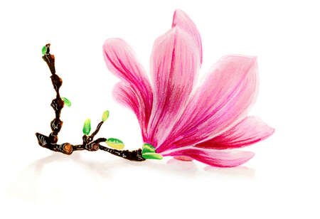 magnolia flower on white isolated hand drawn illustrationの写真素材
