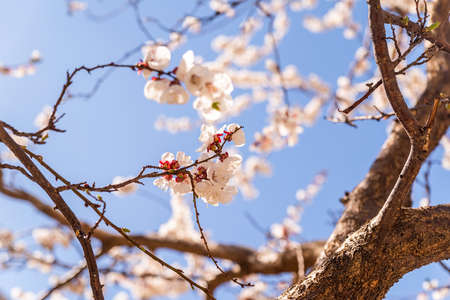 Cherry blossom tree over blue sky in spring in Chinaの写真素材