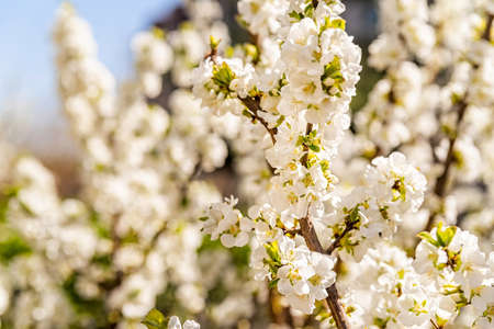 apple flowers blossom on branches in spring
