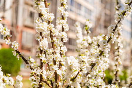 apple flowers blossom on branches in springの写真素材