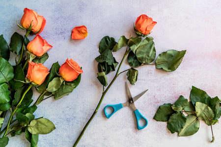 Bunch of orange roses ready for cuttingの写真素材