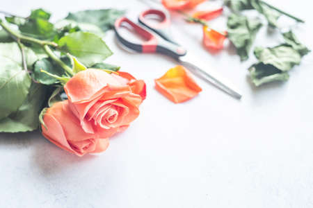 Orange roses with scissors soft focus on marble backgroundの写真素材