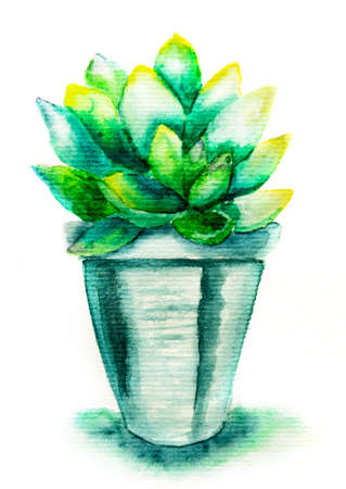 Watercolor succulent in a metallic pot hand drawn illustration isolated on whiteの写真素材