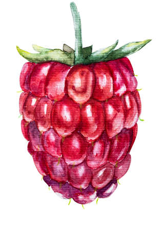 Summer fruit. Watercolor illustration of a raspberry isolated on white hand drawn illustration with clipping pathの写真素材
