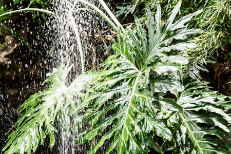 Tropical plants and flowers. Green philodendron leaves in a waterfall with splashes on dark...