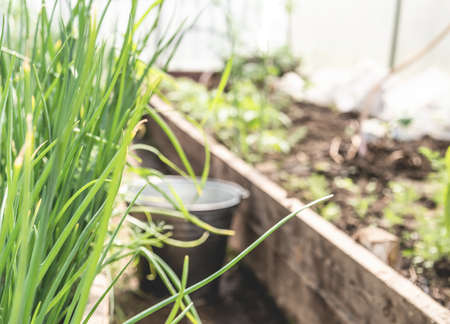 Young green scallion onion springs in a greenhouse. Gardening, growing and harvesting concept.