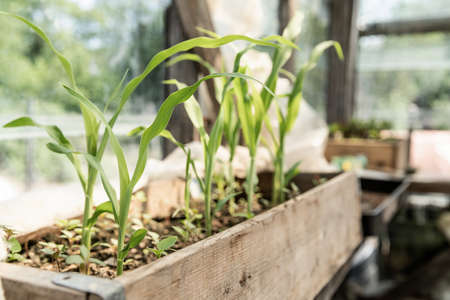 Gardening concept. Wooden box with small green sprouts ready for seeding in the greenhouse