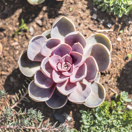 Miniature succulent plants. Gardening concept. Echeveria succulents in the garden in a sunny day
