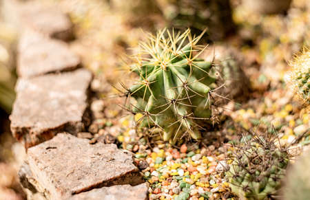Gardening and growing concept. Various cacti growing in a greenhouseの写真素材