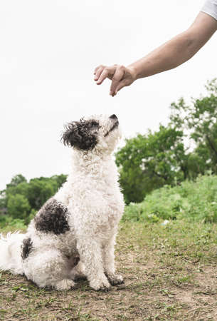 Bichon Frise dog training. Cute bolognese mixed breed dog looking up to the owner waiting for a snackの写真素材