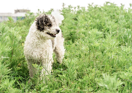 Bichon frise mixed breed dog standing in the grass in the park in summer dayの写真素材