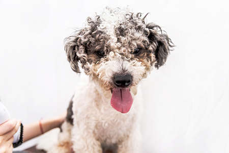 cute white and black bichon frise dog being groomed by professional groomerの写真素材