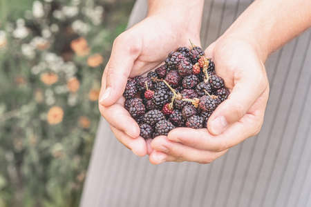 Farmer hands with freshly harvested blackberries on nature backgroundの写真素材