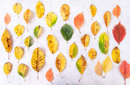 Autumn concept. Colorful automn leaves top view flat lay on white marble backgroundの写真素材
