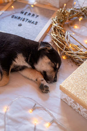 New Year and Christmas concept. Merry Christmas felt board, sleeping puppy surrounded with gifts, lights and golden wreath on the bedの写真素材