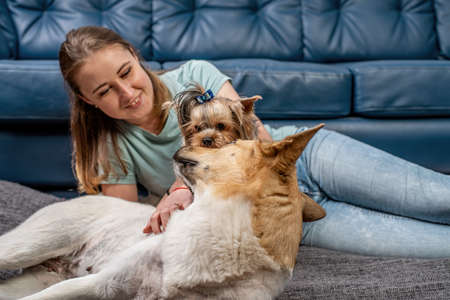 Pet care concept. Cute yorkshire terrier and a shepherd playing with the owner at the sofa at home