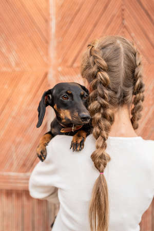 Pet care concept. Young woman with plaited hair holding her pet dachshund in her arms outdoorsの写真素材