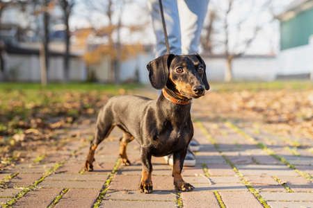 Dachshund dog outdoors in the park walking with her ownerの写真素材